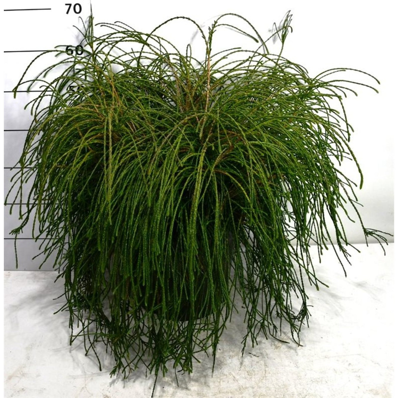 Thuja – Thuja plicata 'Whipcord' - C25 50-60 cm.